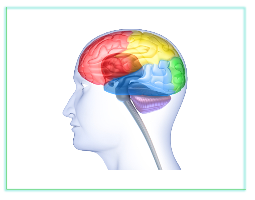 Different Parts of the Brain Lead to Different Reactive Responses from Three (3) Centers of Intelligence for the Enneagram Personality Types; David Daniels