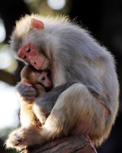 David Daniels Explains Love Attachment between Mothers & Children found in Monkeys & Fostered through Enneagram